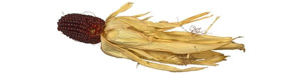 Corn